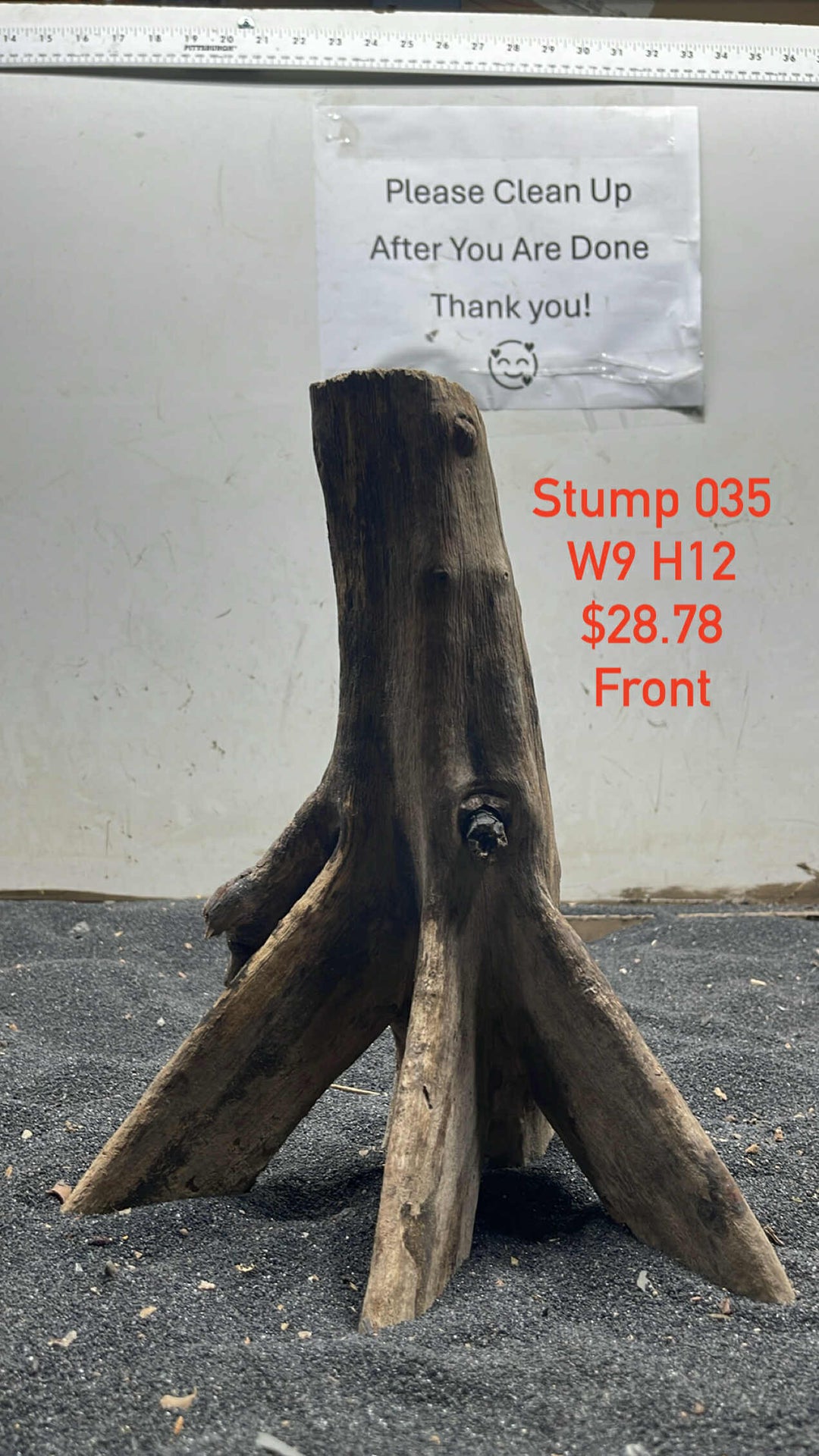 Mangrove Tree Trump 035