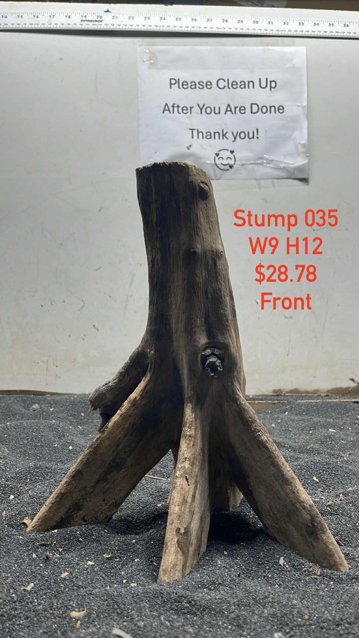 Mangrove Tree Trump 035