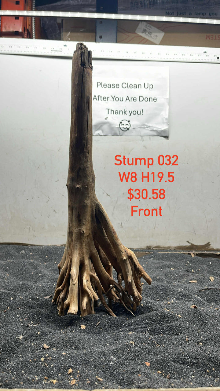 Mangrove Tree Stump 033