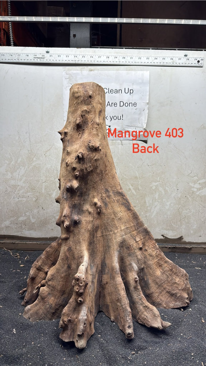 Mangrove Tree Stump 403