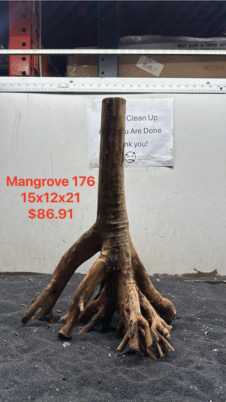 Mangrove Tree Stump 176