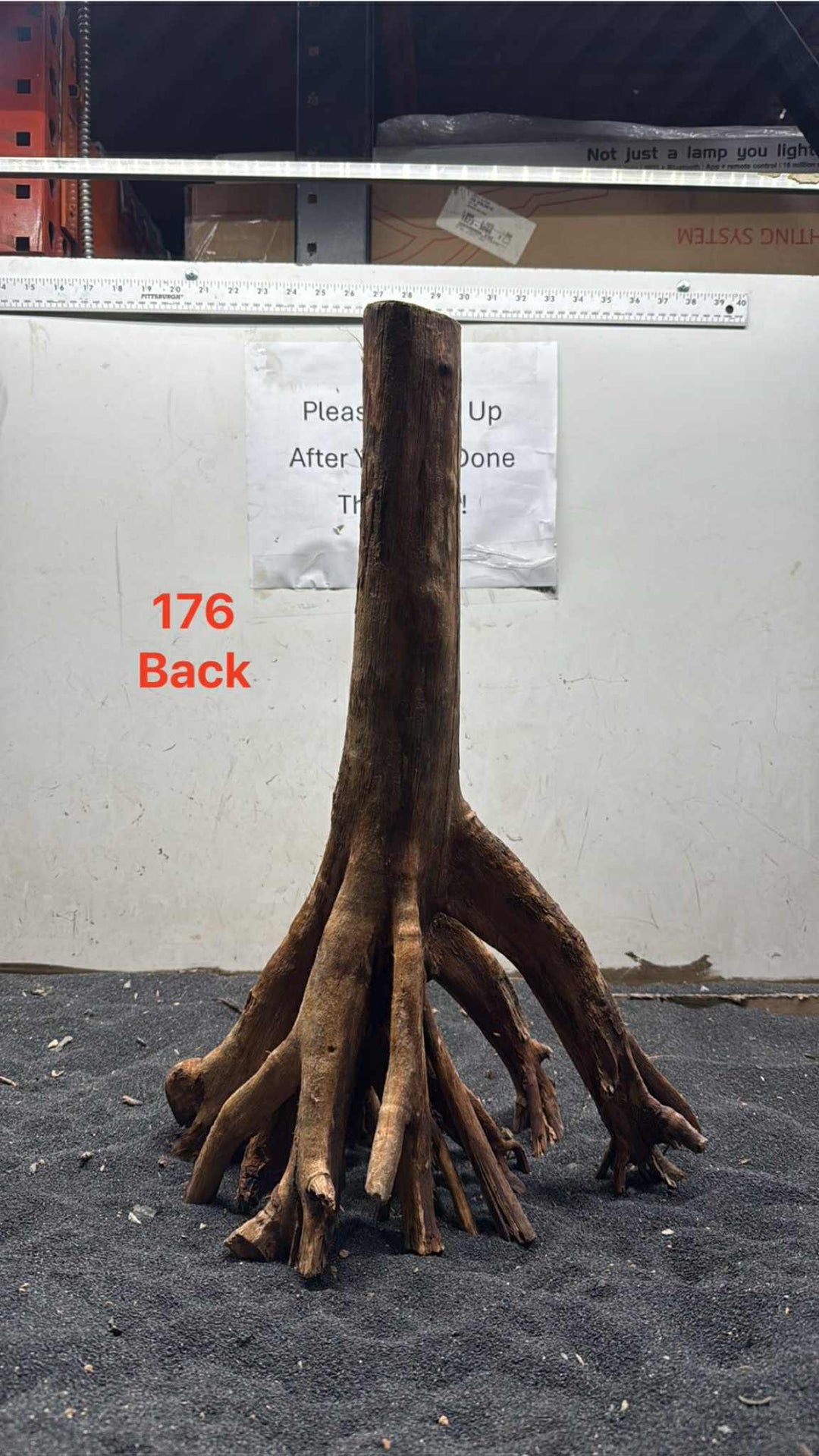 Mangrove Tree Stump 176