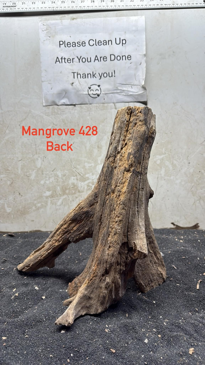 Mangrove Tree Stump 428