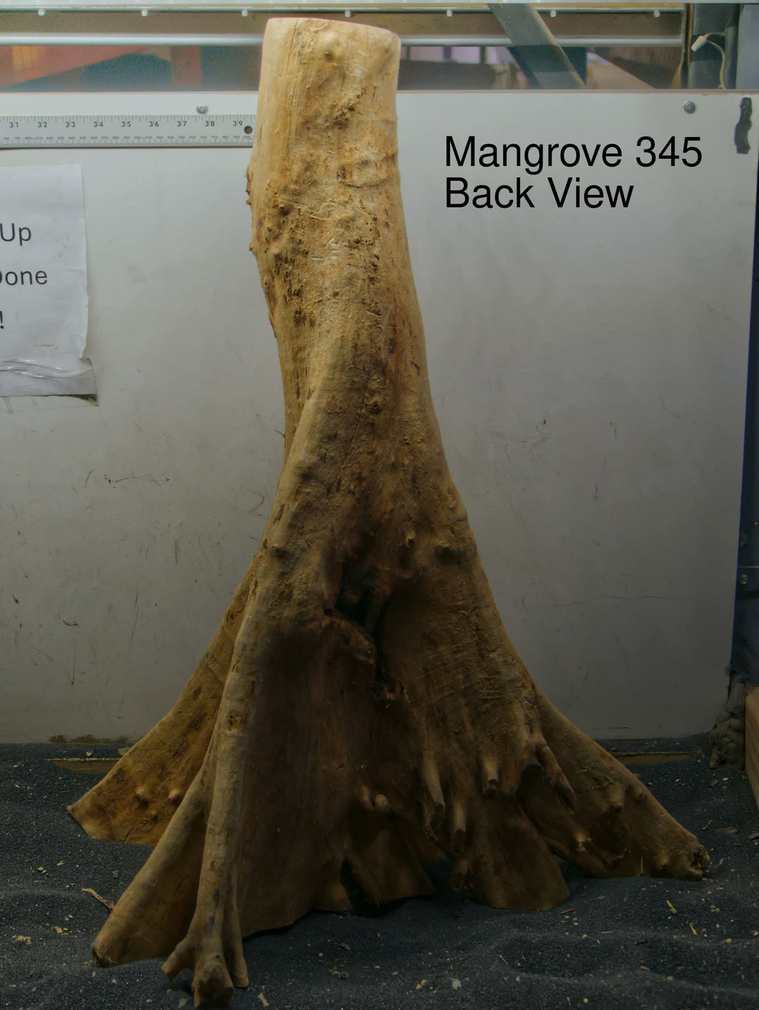 Mangrove Tree Stump 345