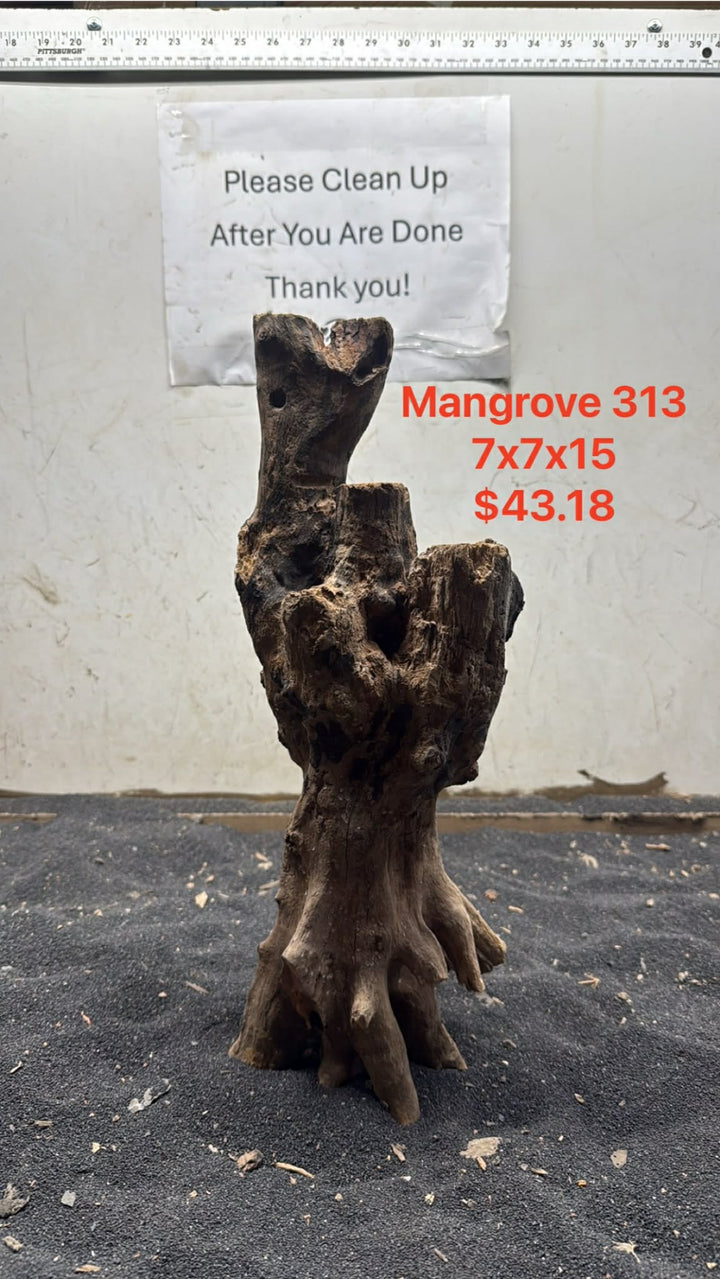 Mangrove Tree Stump 313