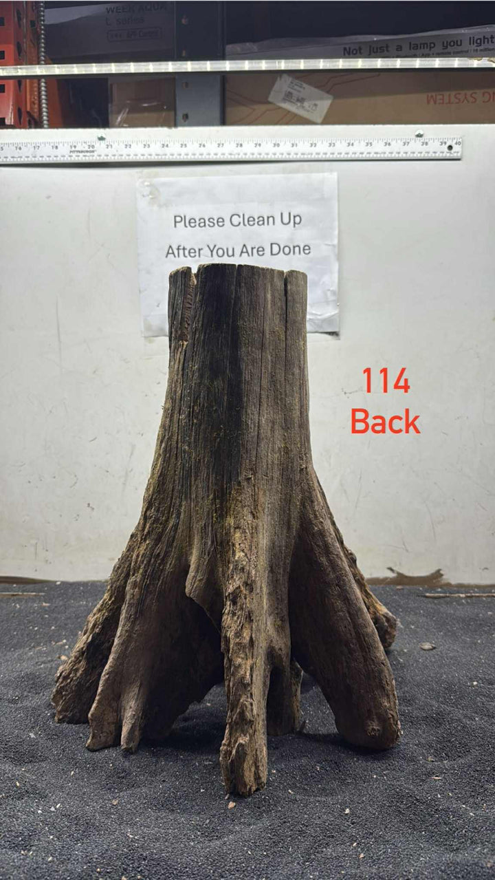 Mangrove Tree Stump 114