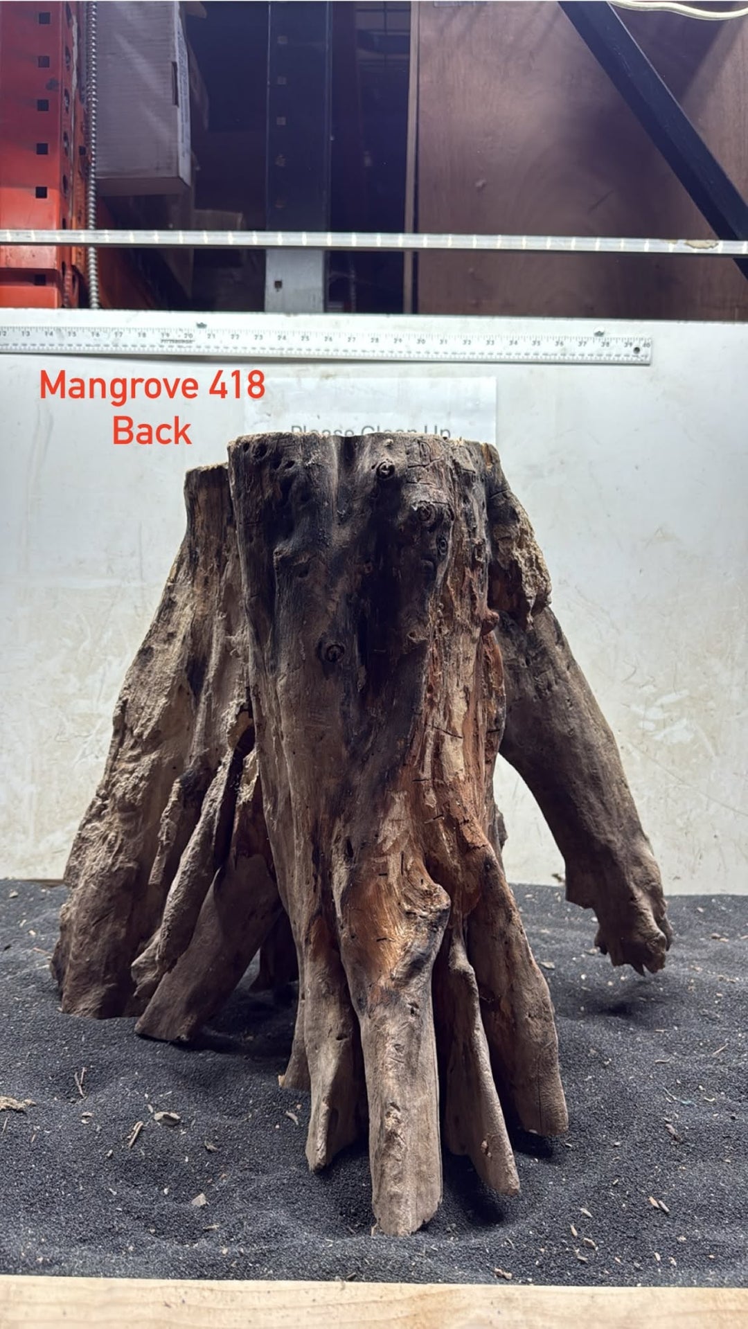 Mangrove Tree Stump 418
