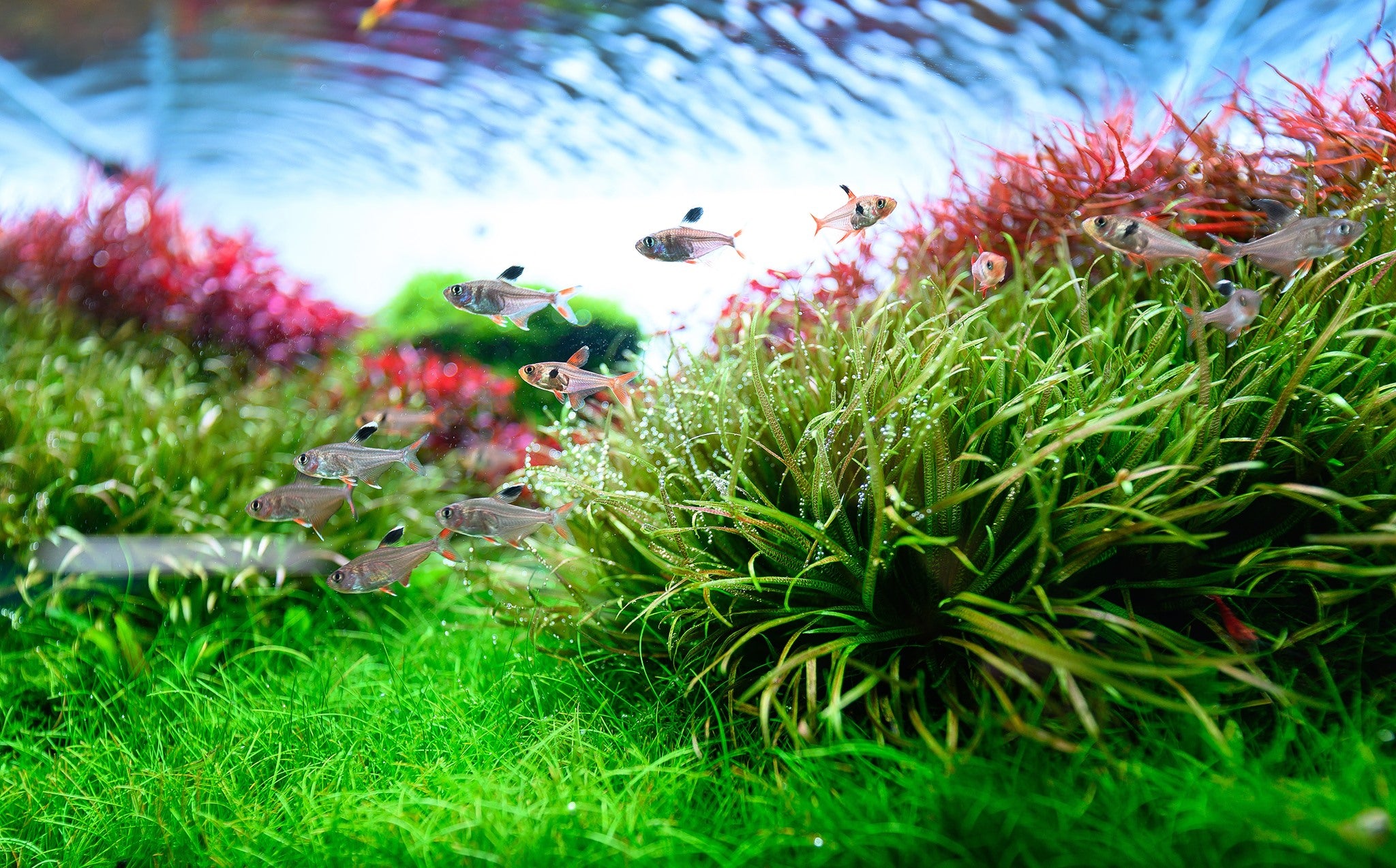 Aqua Rocks Colorado: Elevate Your Aquascape with Premium Supplies
