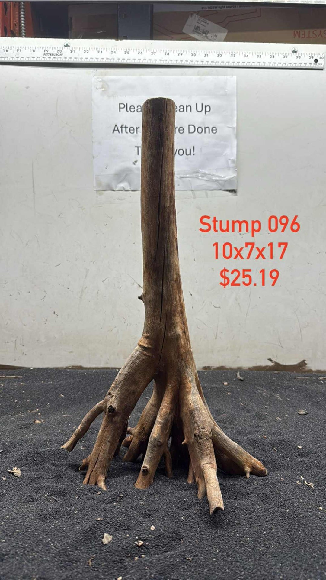Mangrove Tree Stump 096