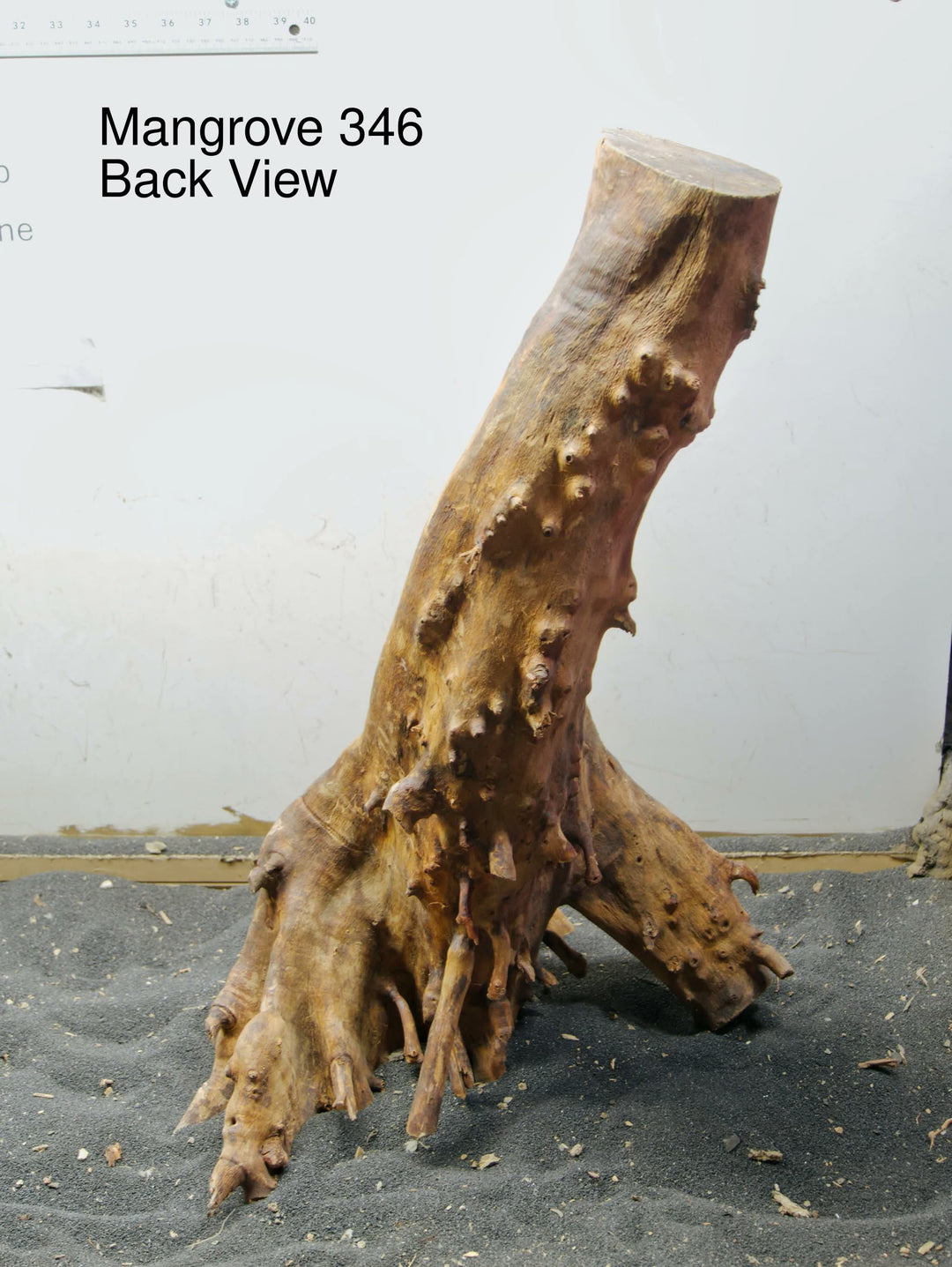 Mangrove Tree Stump 346