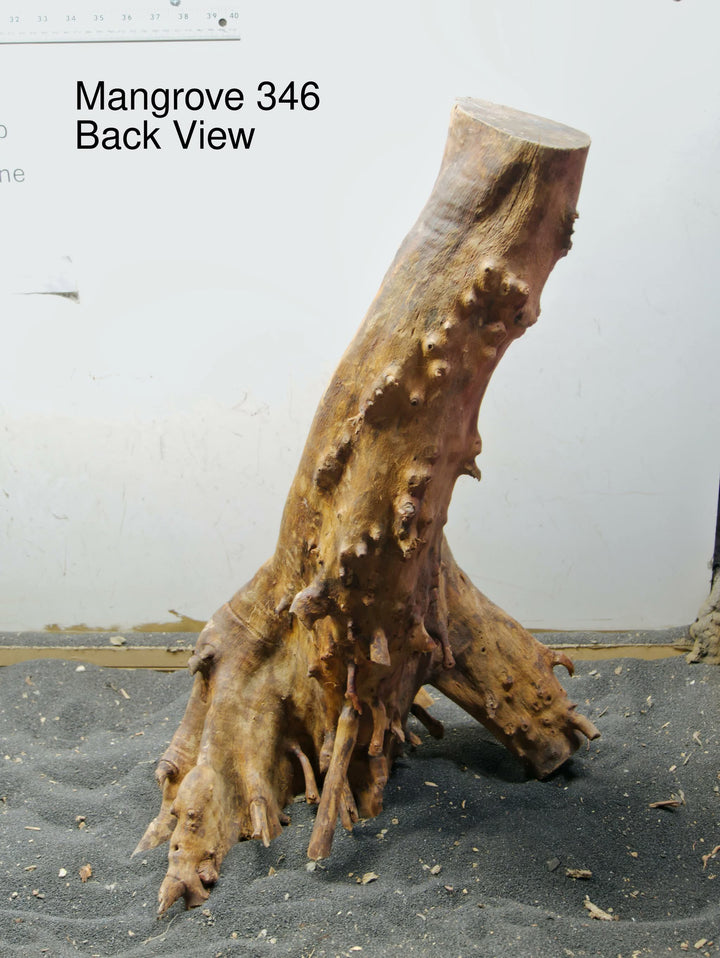 Mangrove Tree Stump 346