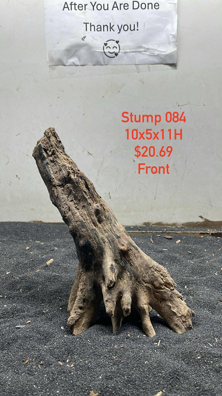 Mangrove Tree Stump 084
