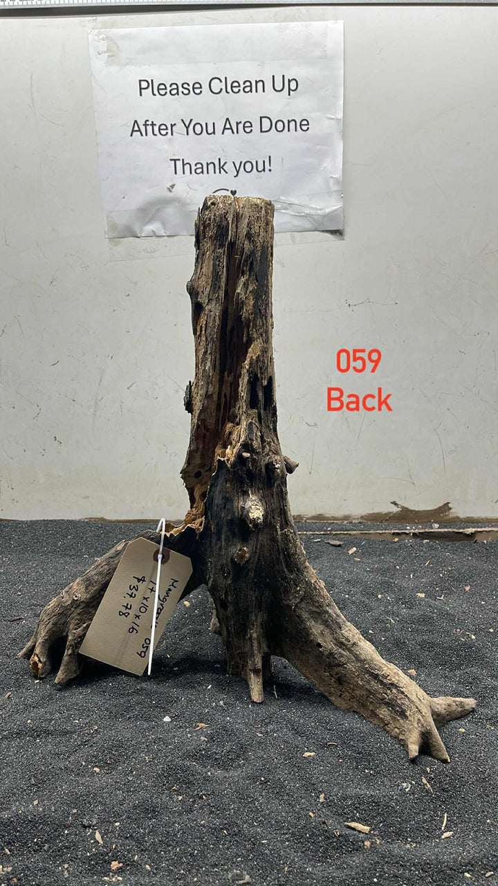 Mangrove Tree Stump 059