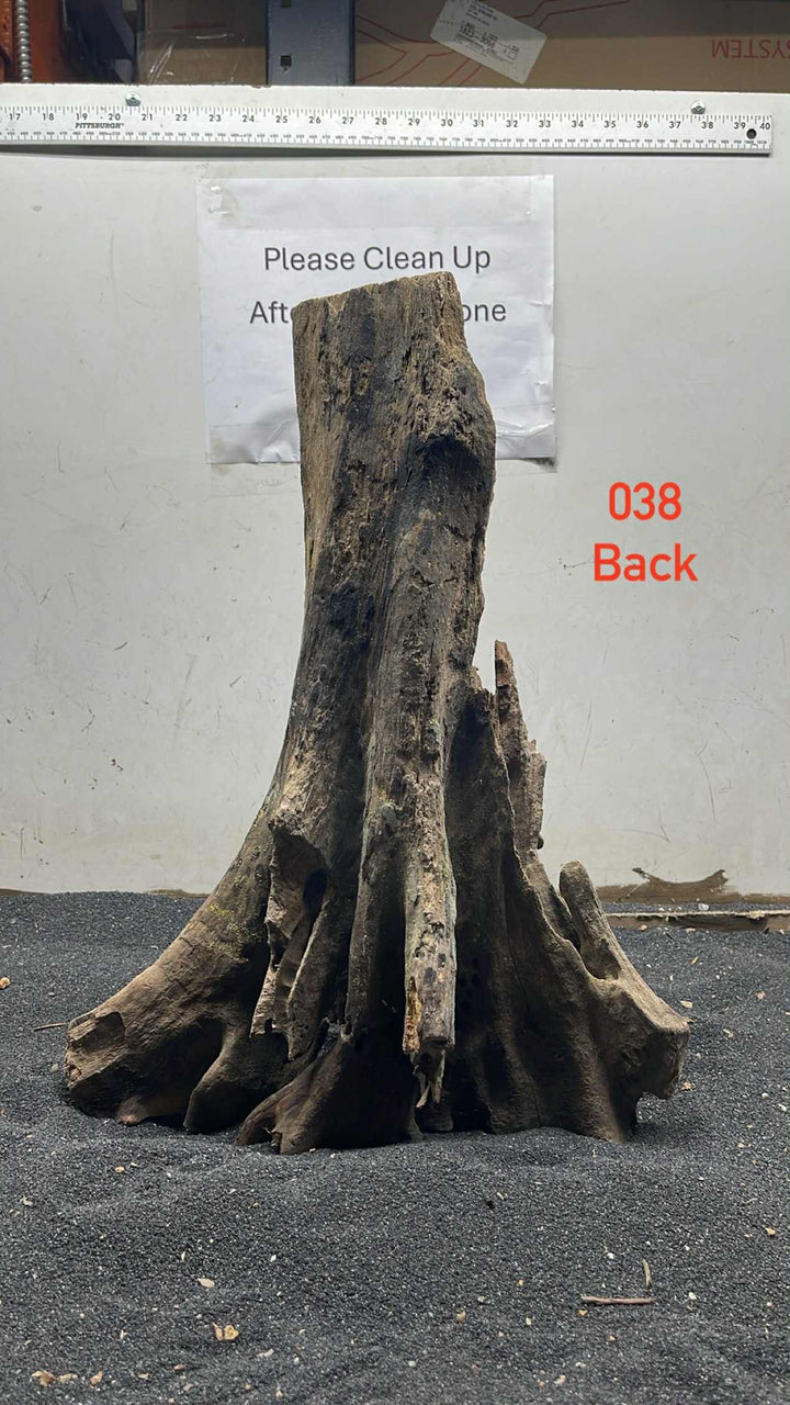 Mangrove Tree Stump 038