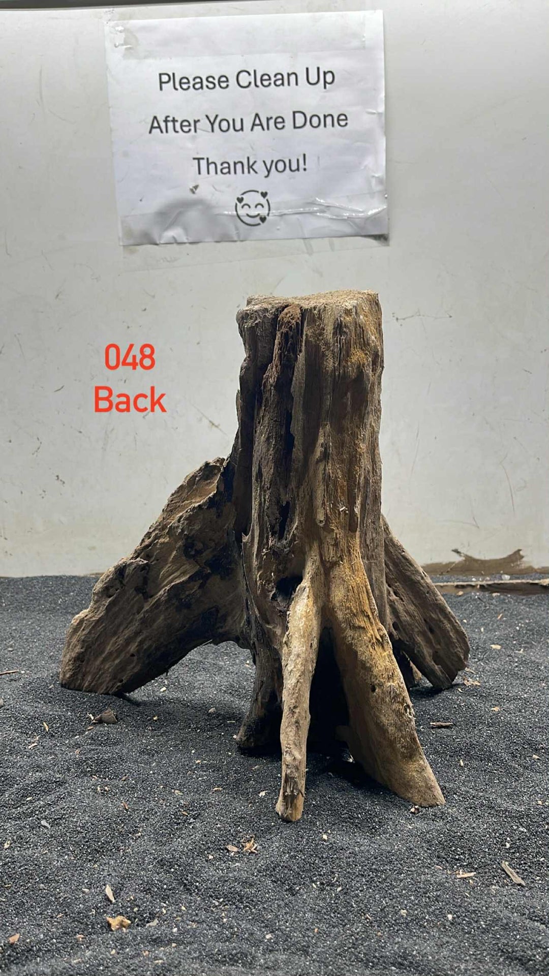 Mangrove Tree Stump 048
