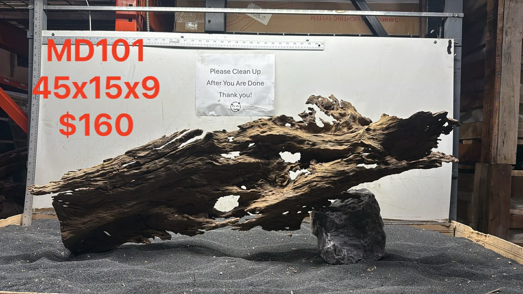 Malaysian Driftwood Showpiece