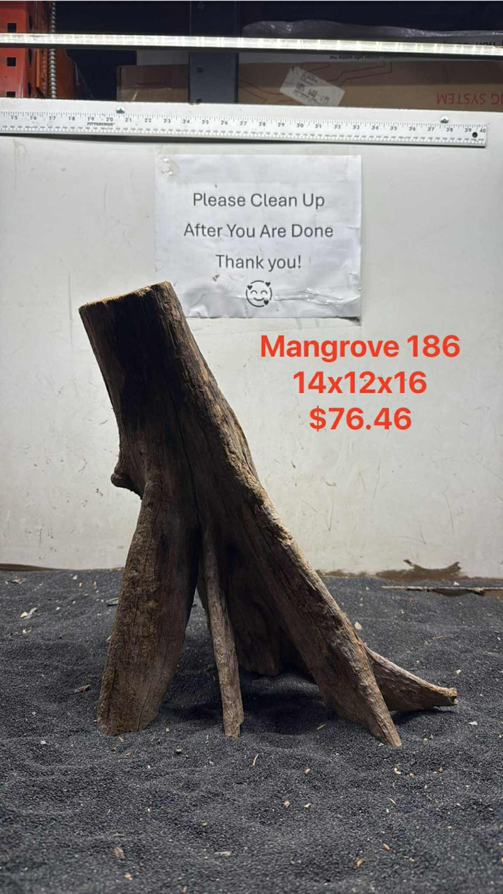 Mangrove Tree Stump 186