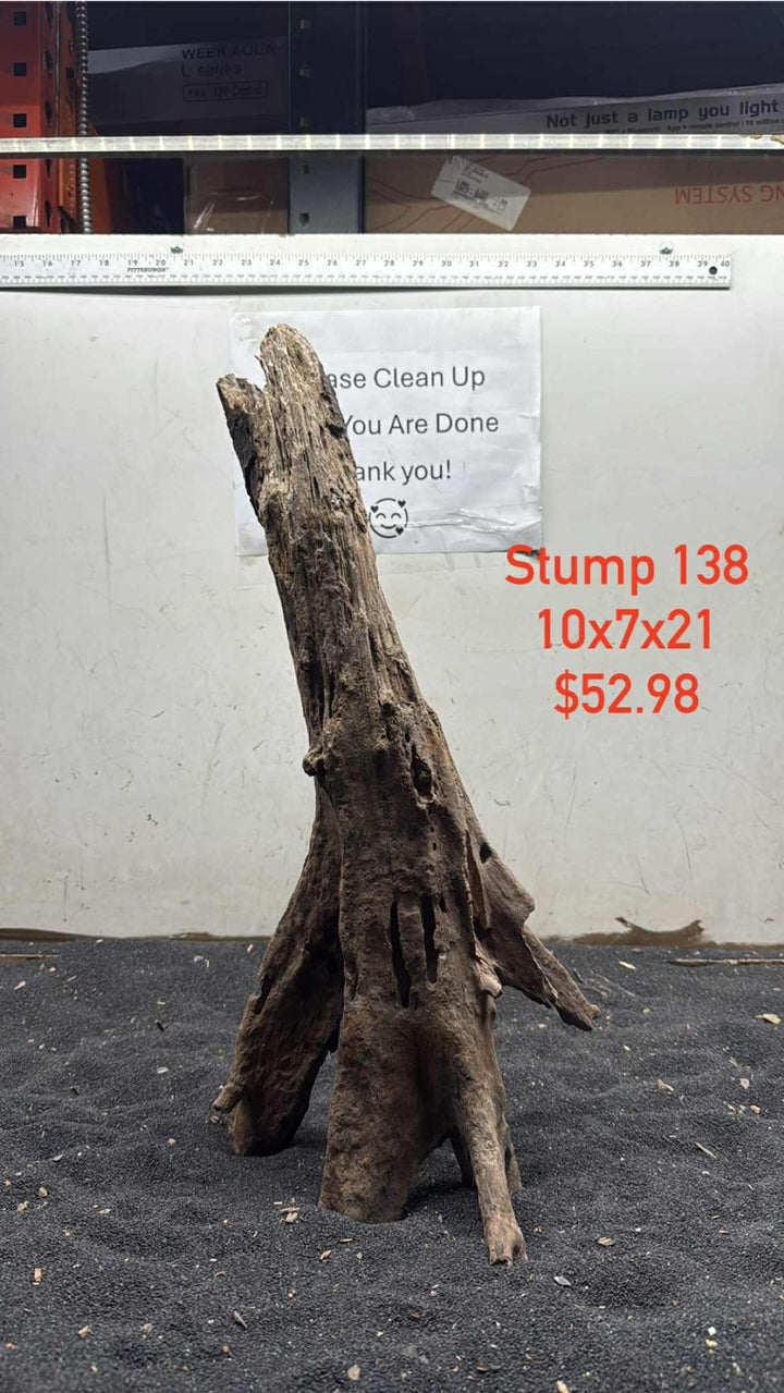 Mangrove Tree Stump 138