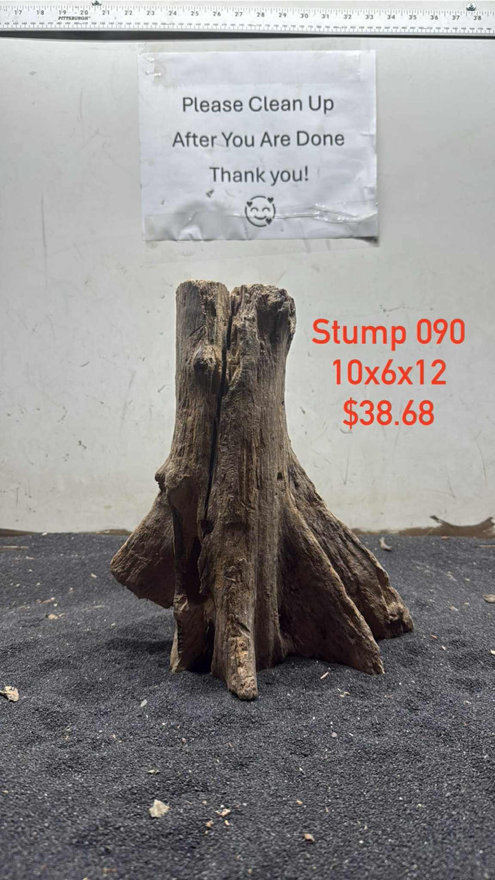 Mangrove Tree Stump 090