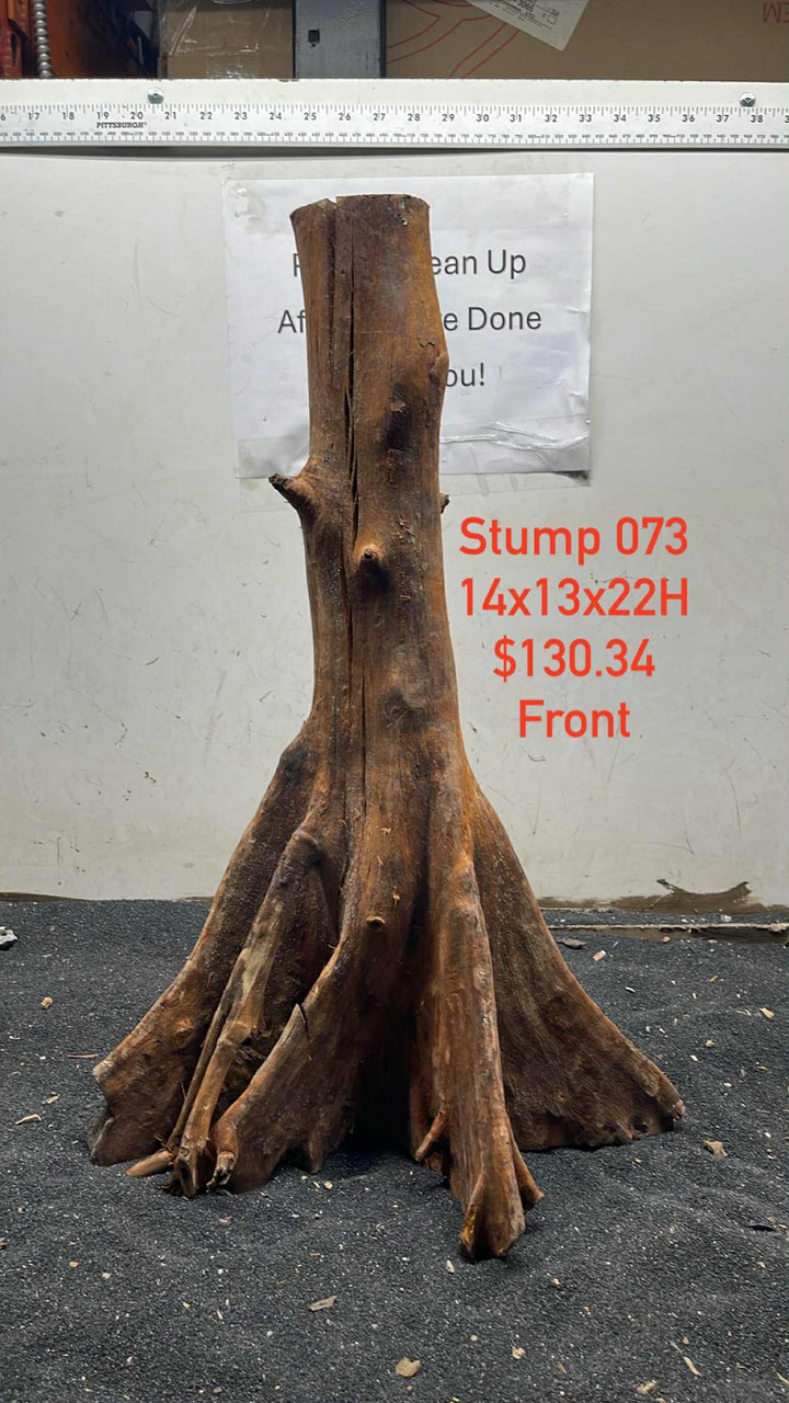 Mangrove Tree Stump 073