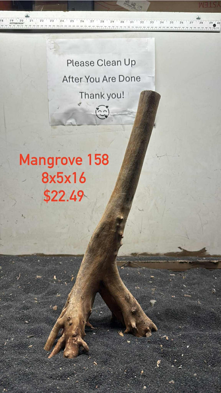 Mangrove Tree Stump 158