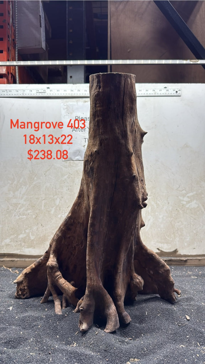 Mangrove Tree Stump 403