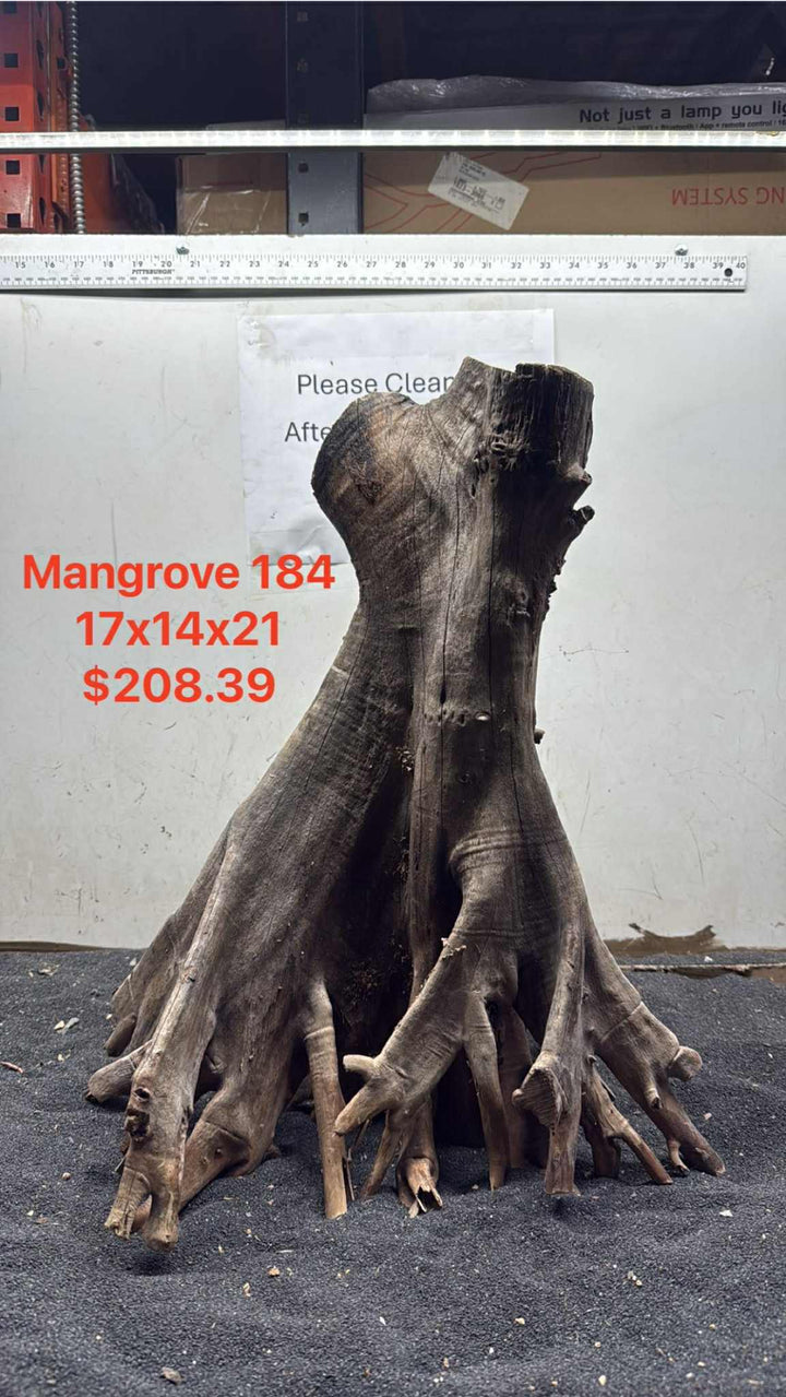 Mangrove Tree Stump 184