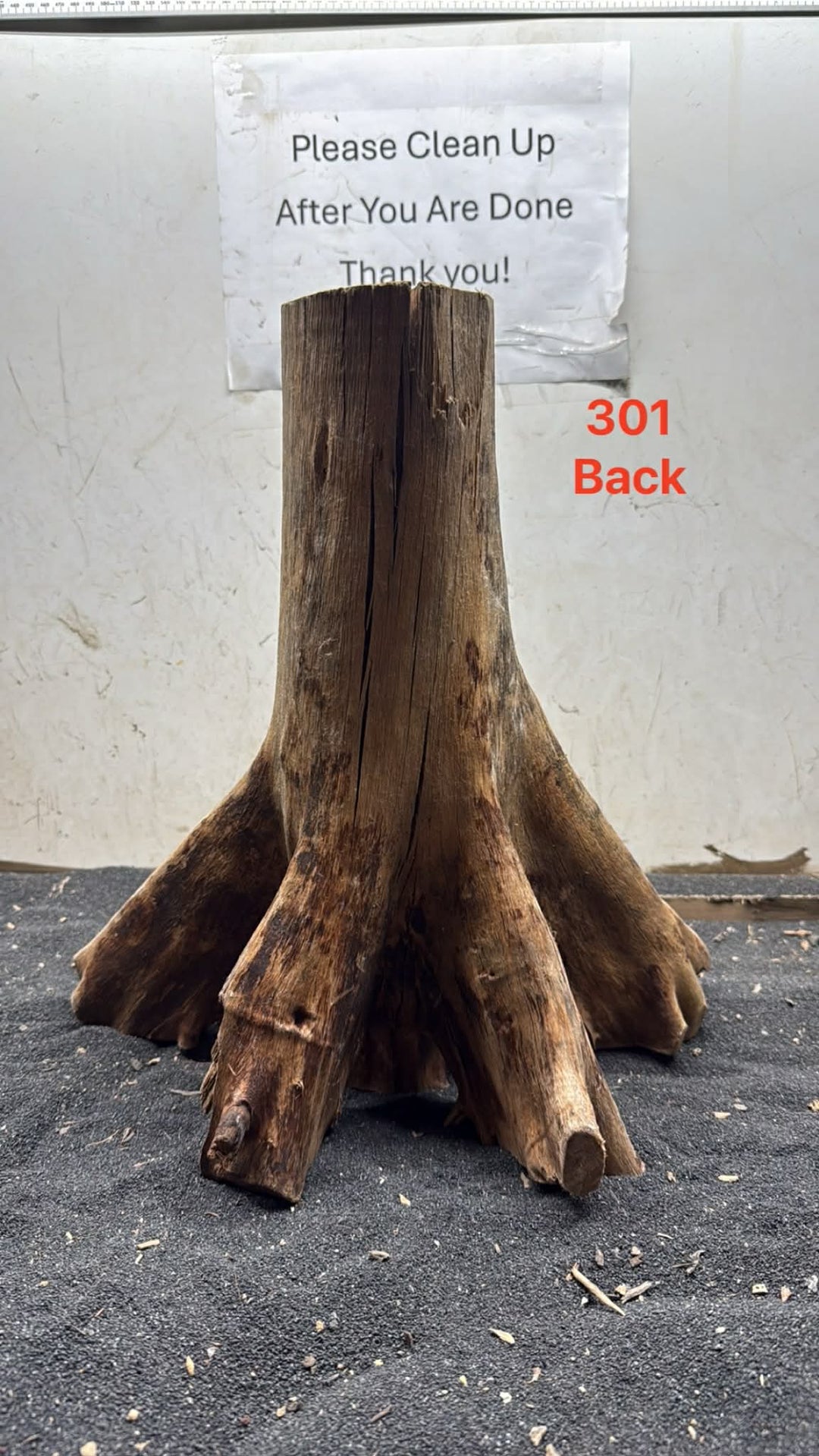 Mangrove Tree Stump 301