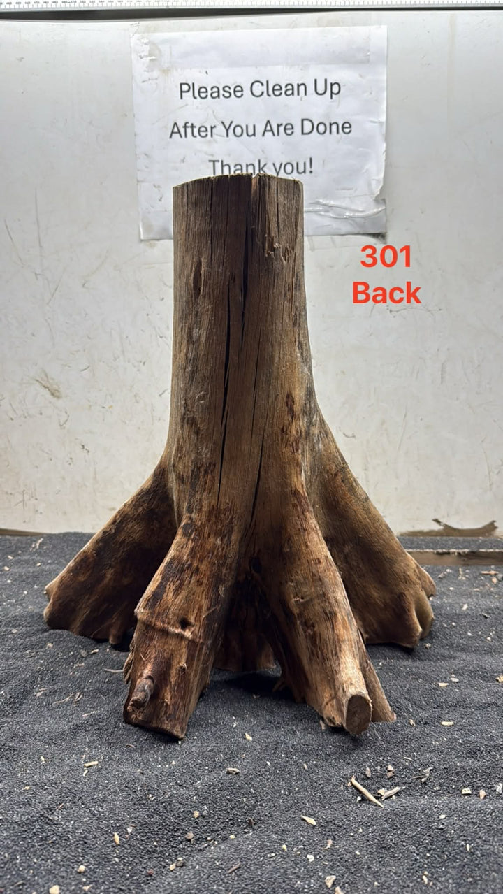 Mangrove Tree Stump 301
