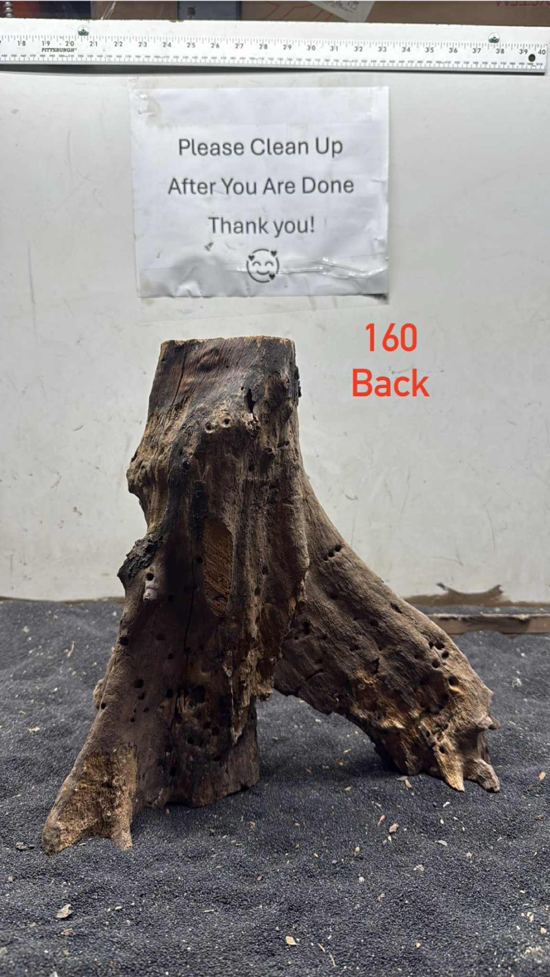 Mangrove Tree Stump 160