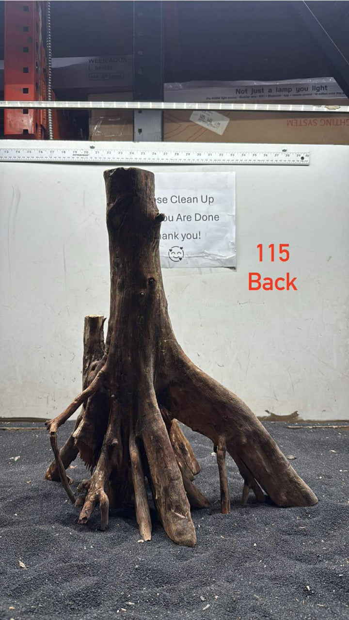 Mangrove Tree Stump 115