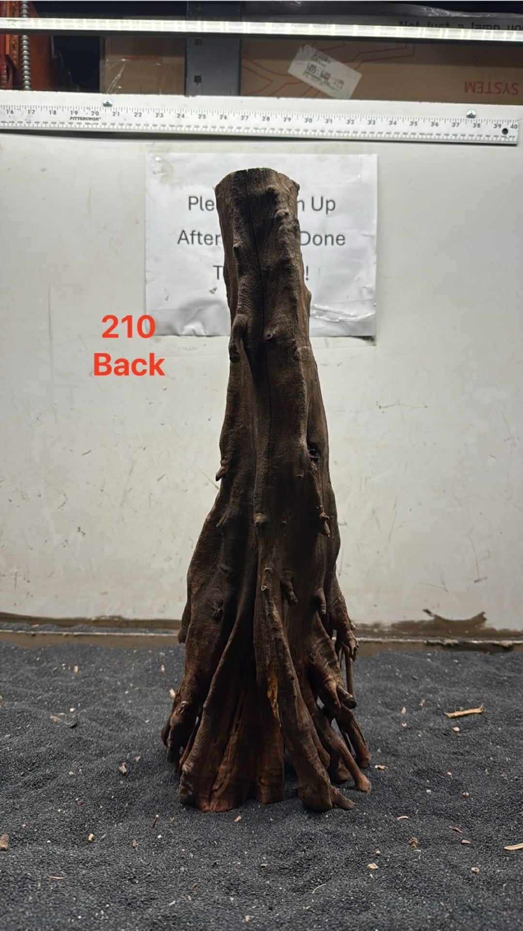 Mangrove Tree Stump 210