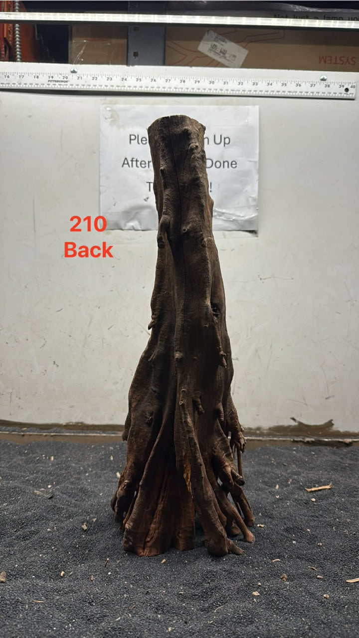 Mangrove Tree Stump 210