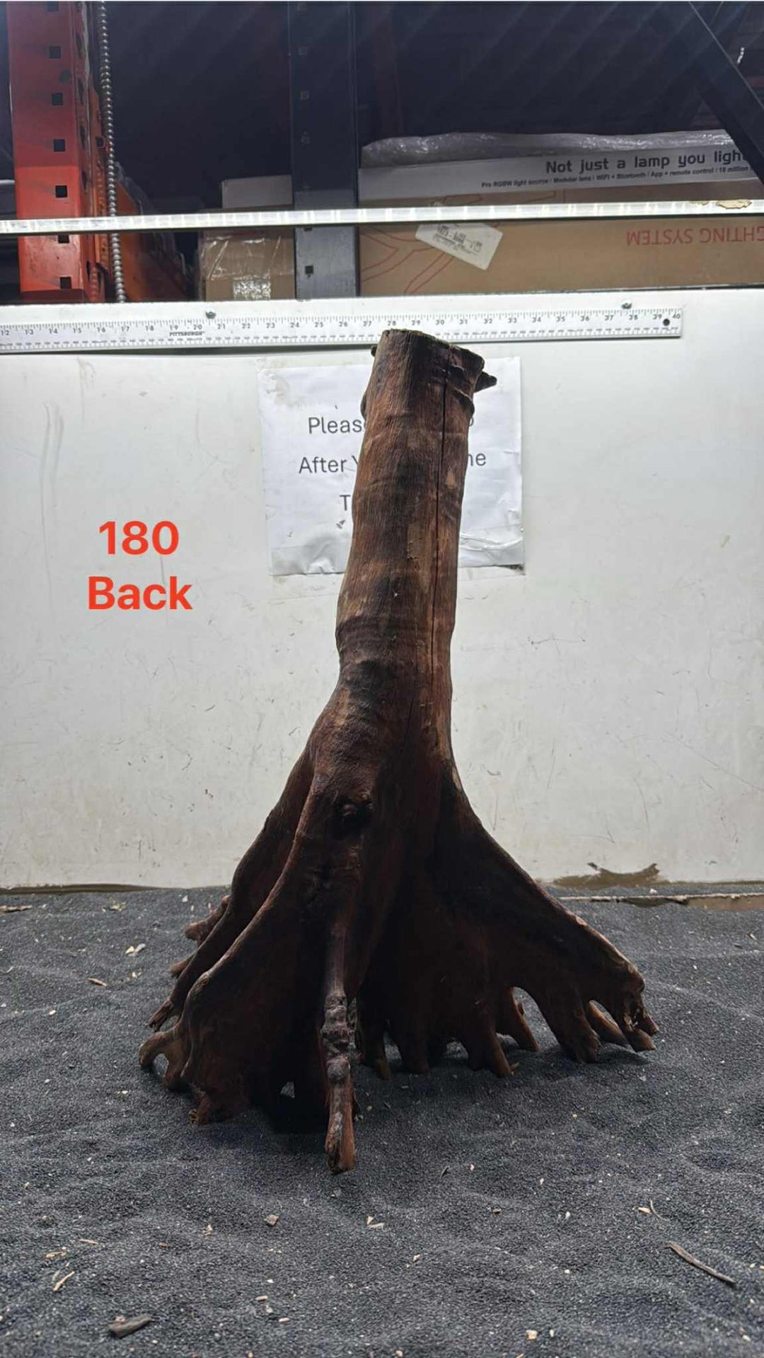 Mangrove Tree Stump 180