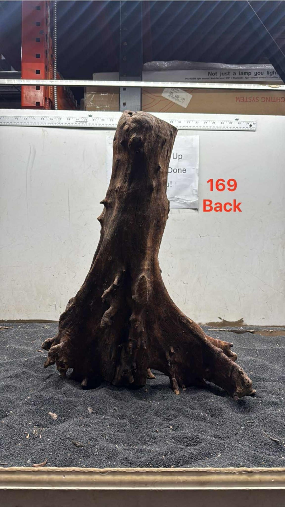 Mangrove Tree Stump 169