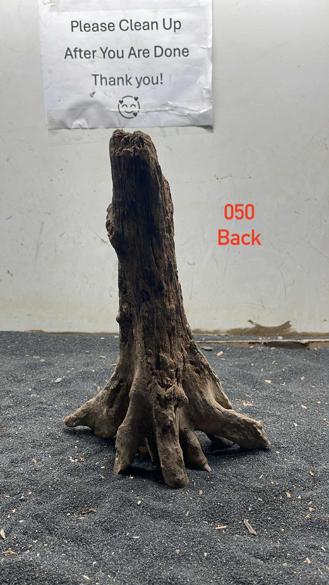 Mangrove Tree Stump 050