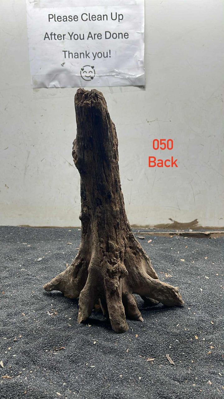 Mangrove Tree Stump 050