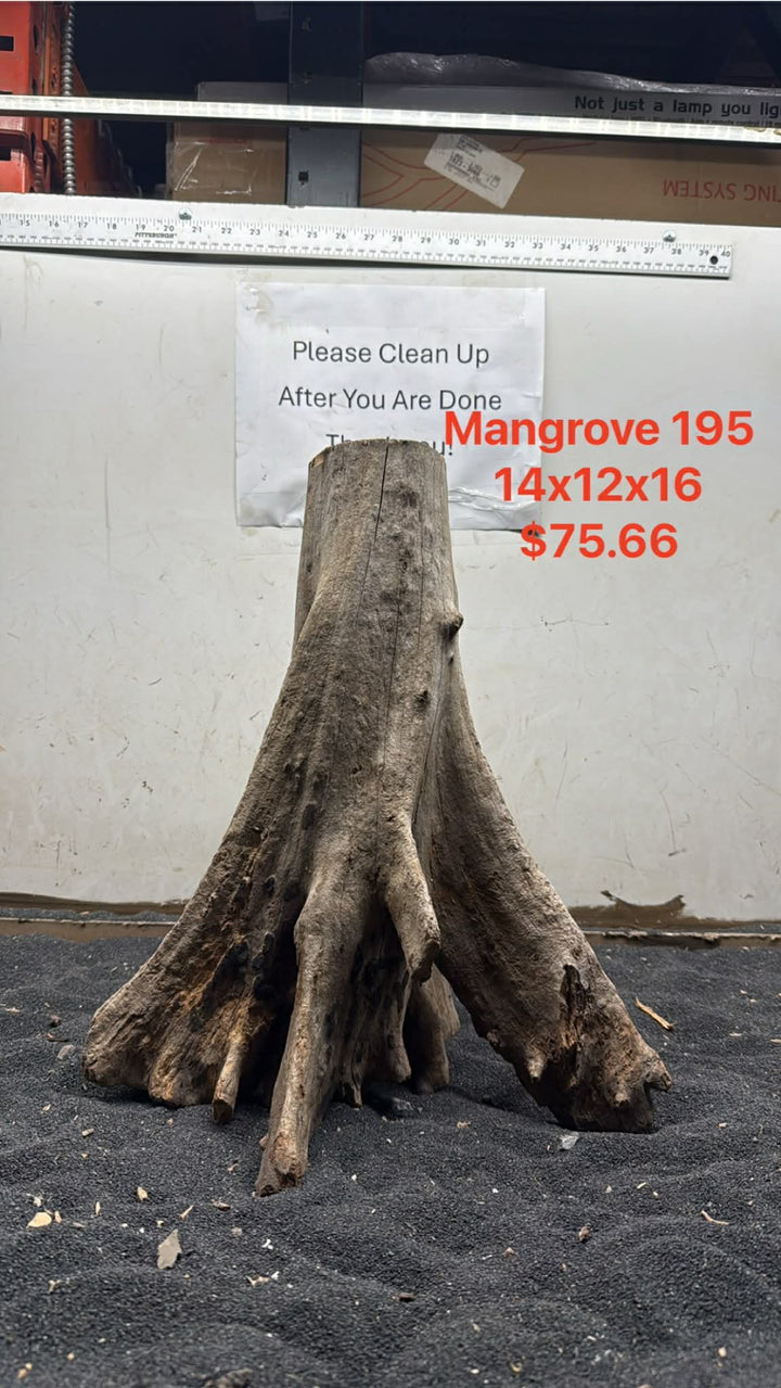 Mangrove Tree Stump 195