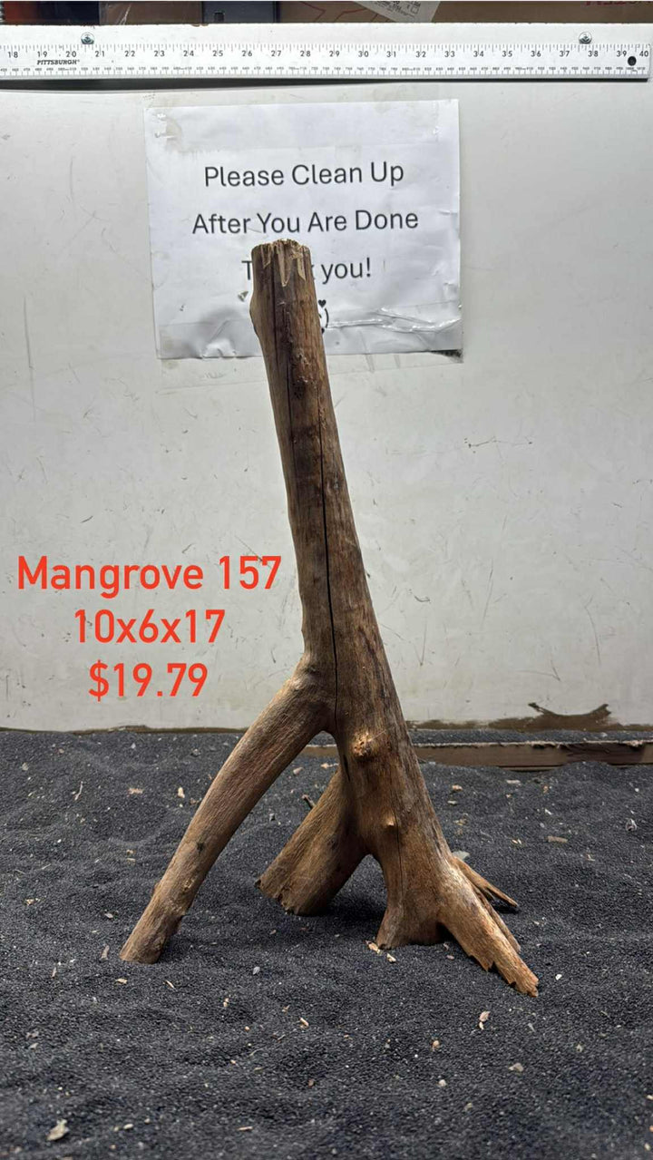 Mangrove Tree Stump 157