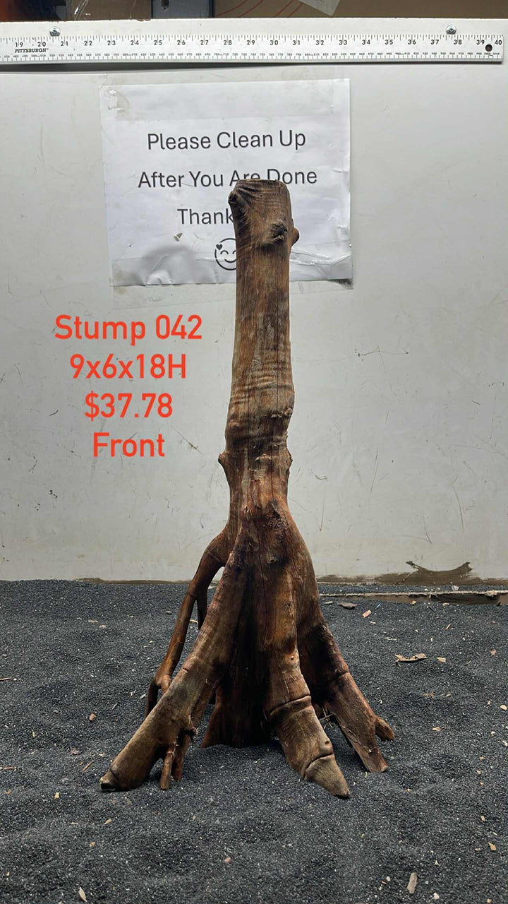 Mangrove Tree Stump 042