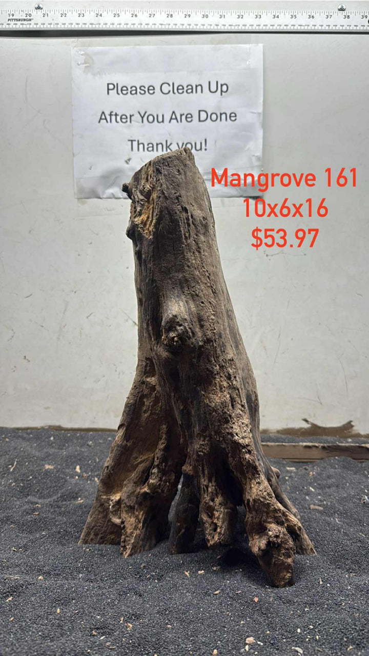 Mangrove Tree Stump 161