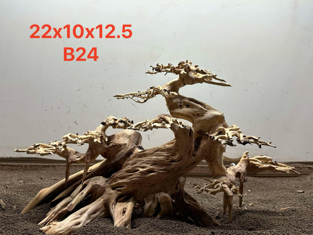 Bonsai Driftwood B24