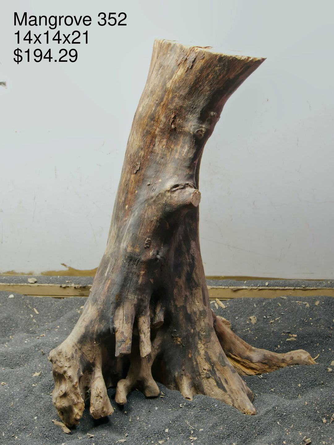 Mangrove Tree Stump 352