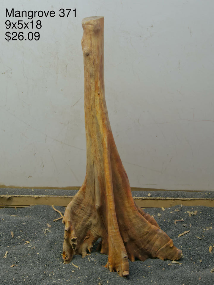 Mangrove Tree Stump 371