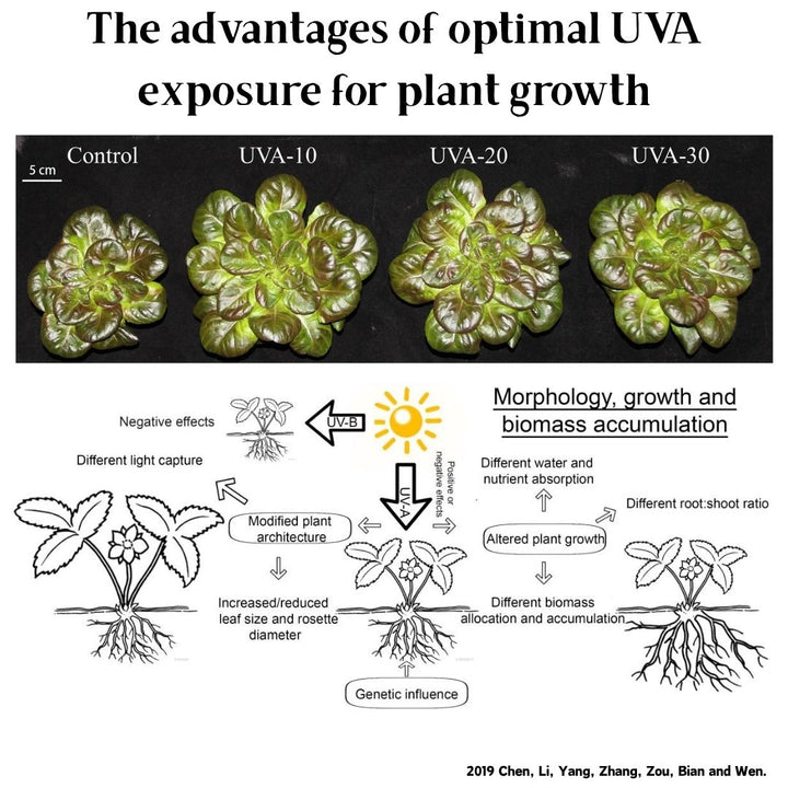 WEEK AQUA Z250 Pro 3.0 Ver 2 - Latest Model