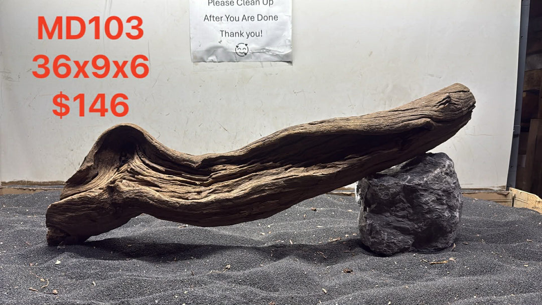 Malaysian Driftwood Showpiece