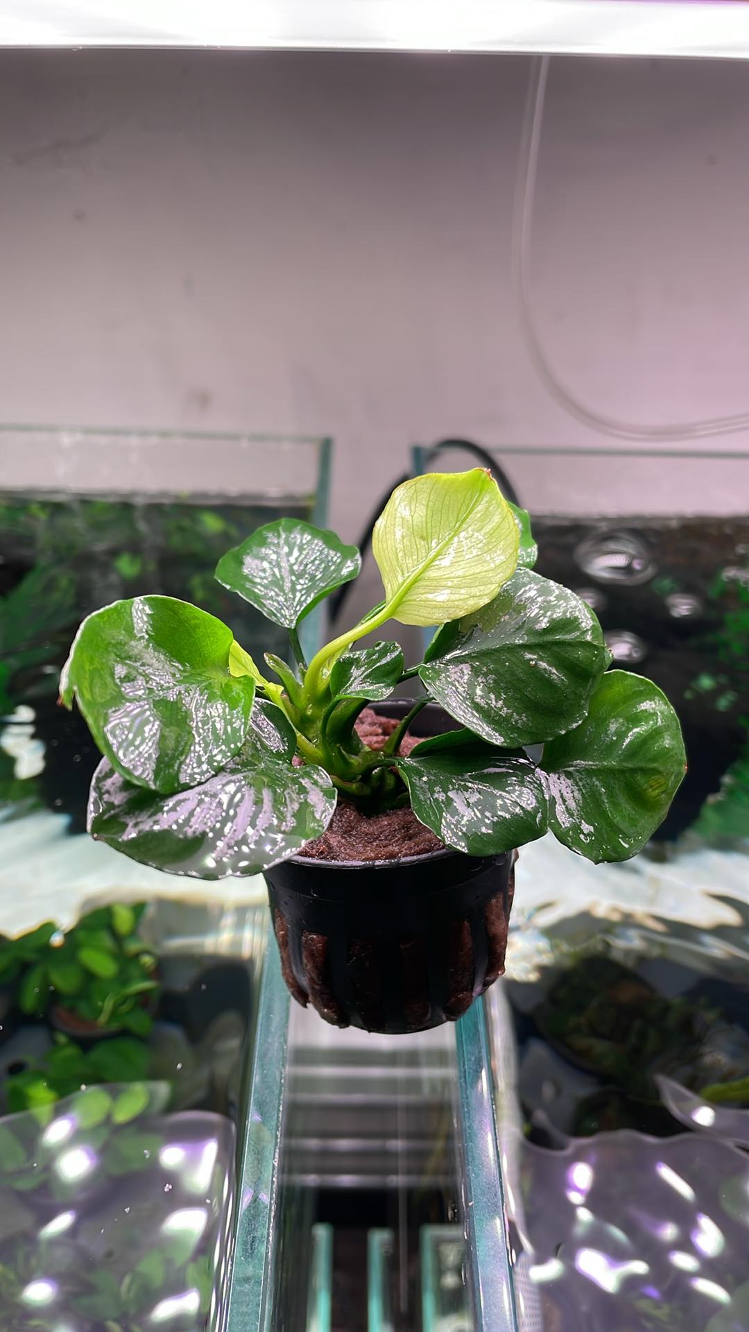 Anubias barteri Golden Coin - Pot