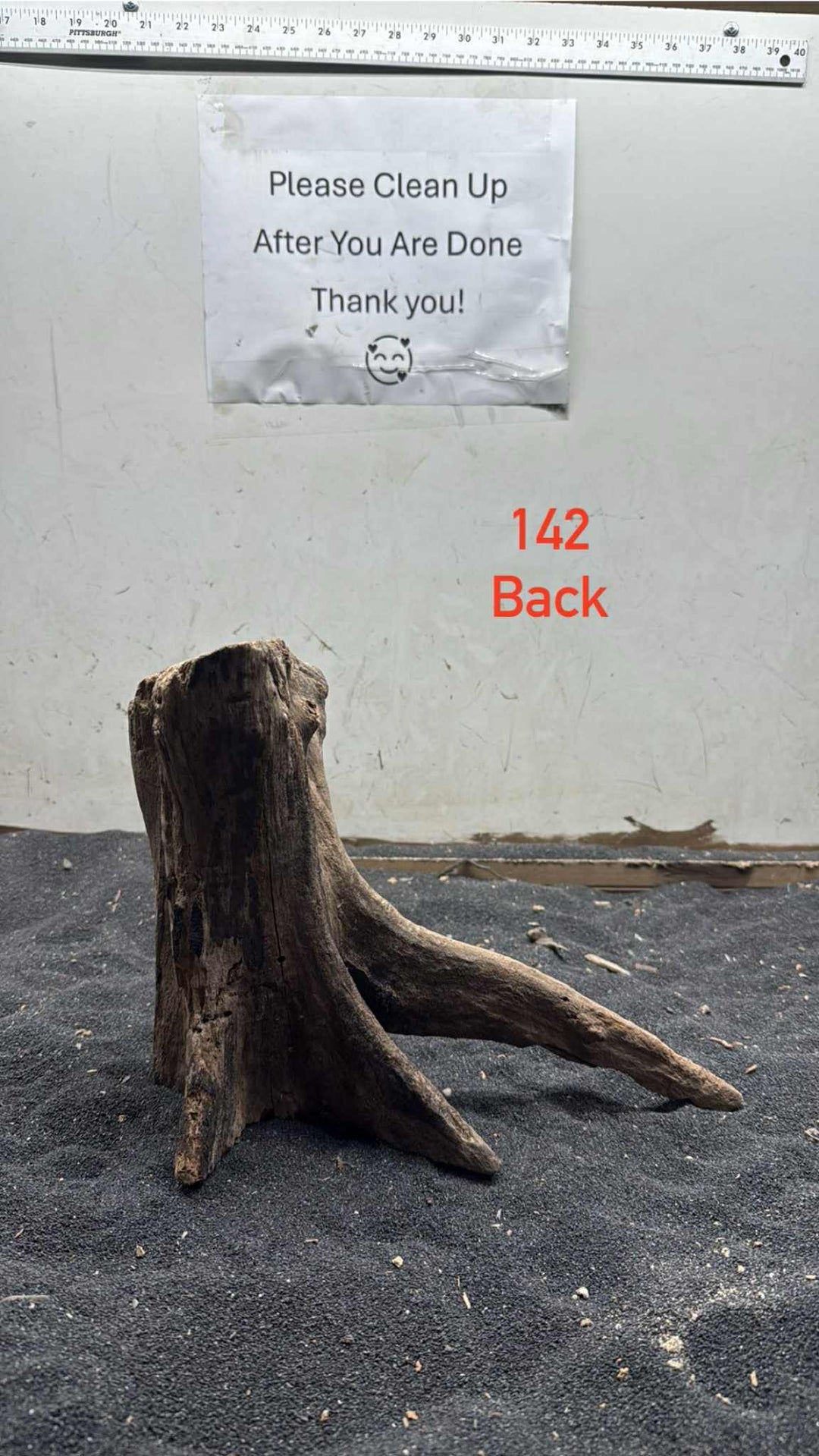Mangrove Tree Stump 142