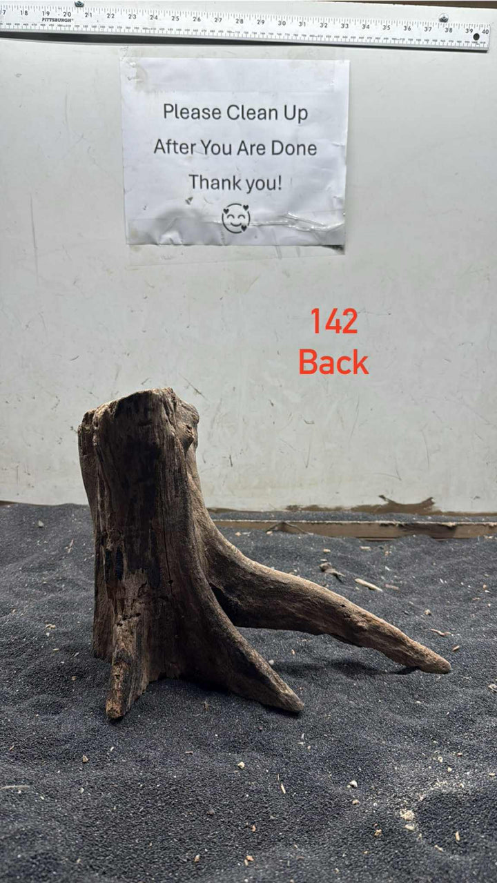 Mangrove Tree Stump 142