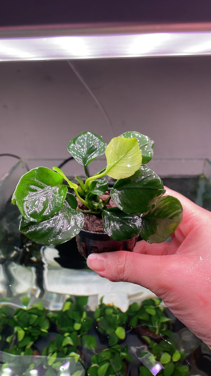 Anubias barteri Golden Coin - Pot